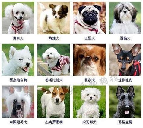 屬比狗|犬種列表